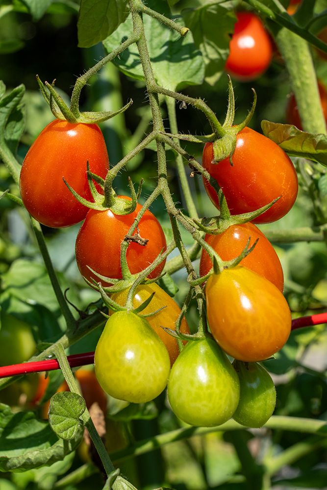 Issaquah, Washington State, USA. Cherry Roma tomatoes on the vine in various stages of ripeness.